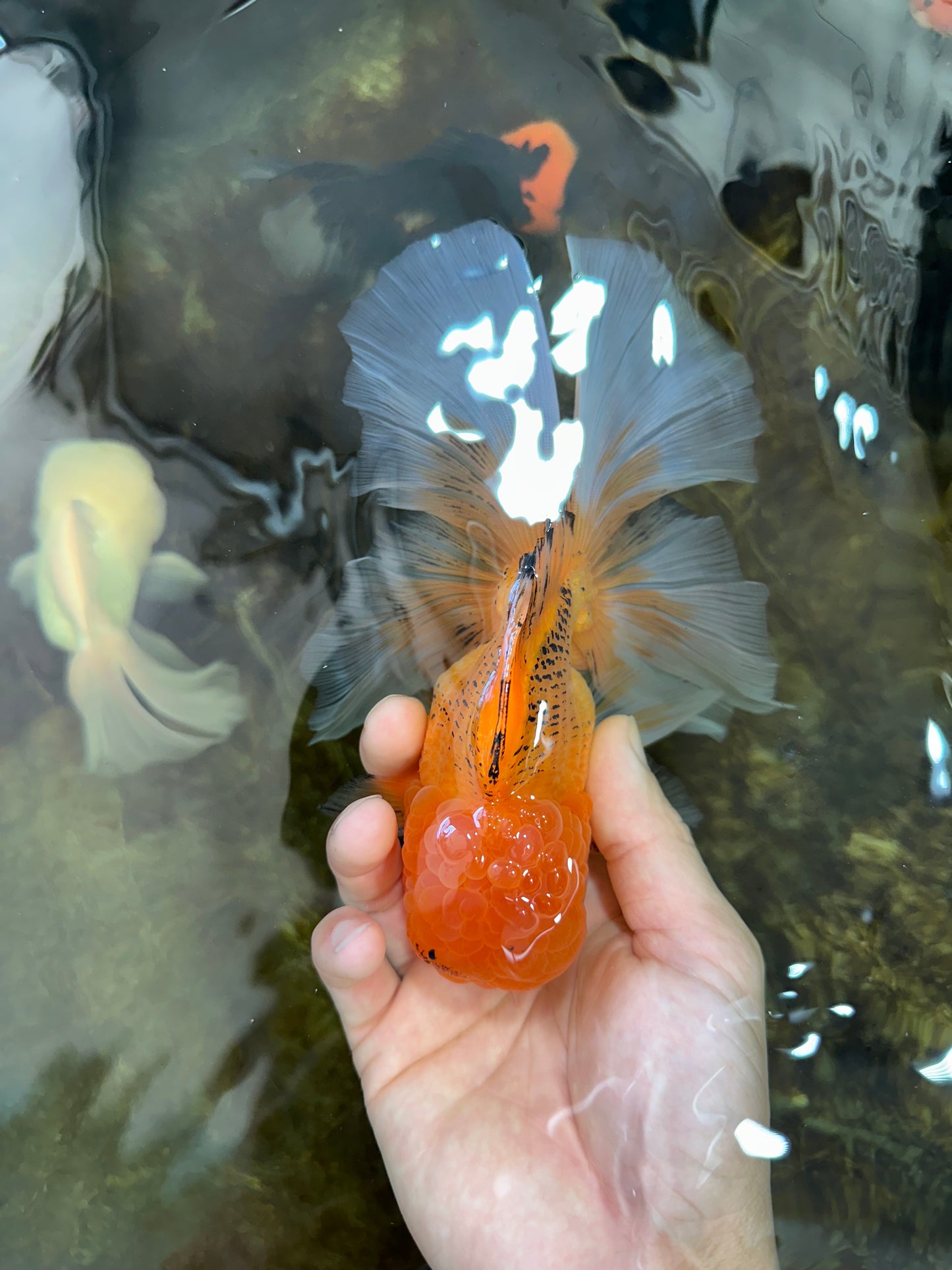 AAA Grade Orange Oranda Male 6.5 inches #062725OR_16