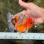 Calico Yuanbao Male 4.5-5 inches #071026YB_18