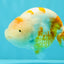BEAUTY Sakura Chinese Ranchu Male 5-5.5 inches #032026RC_31