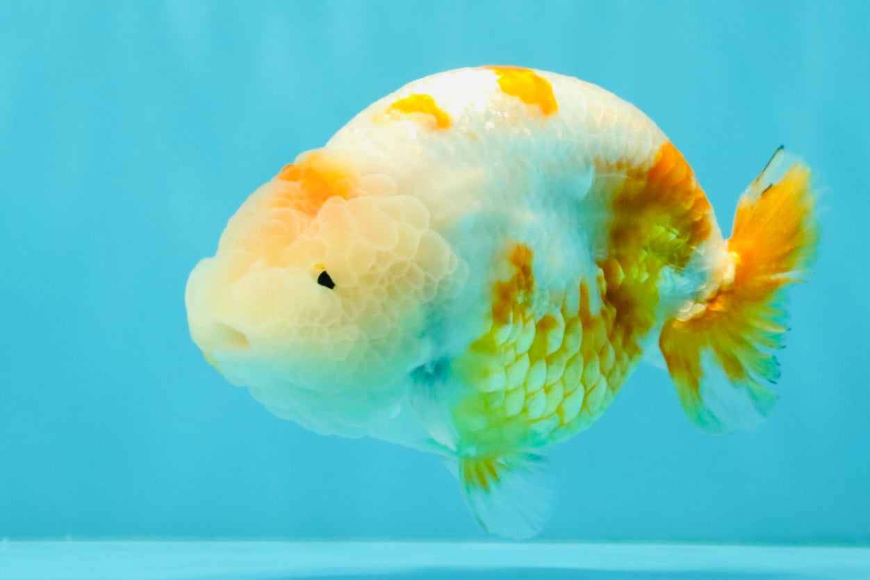 BEAUTY Sakura Chinese Ranchu Male 5-5.5 inches #032026RC_31