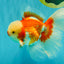 CHICKIE AAA Grade Red White Oranda Male 6 inches #072426OR_06