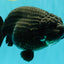 JAMES BOND AAA Grade Black Ranchu Female 6 inches #100926RC_34