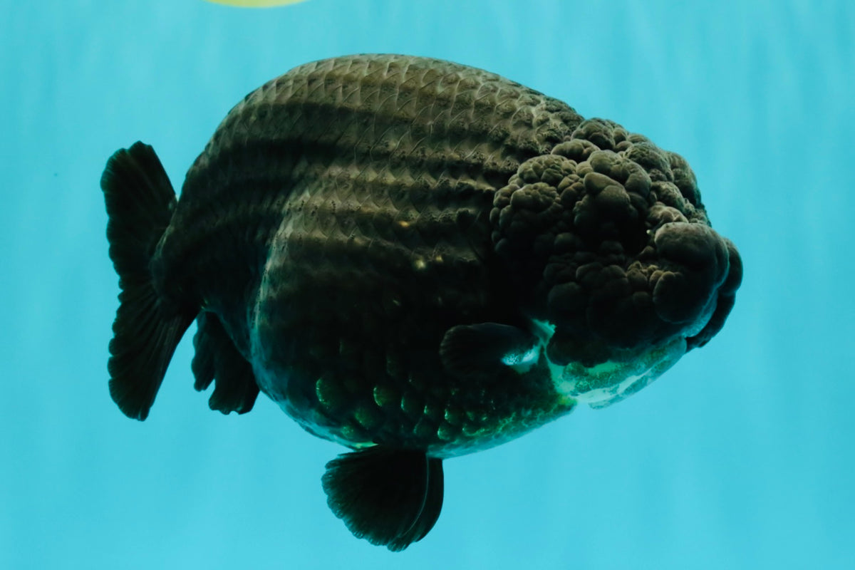 JAMES BOND AAA Grade Black Ranchu Female 6 inches #100926RC_34