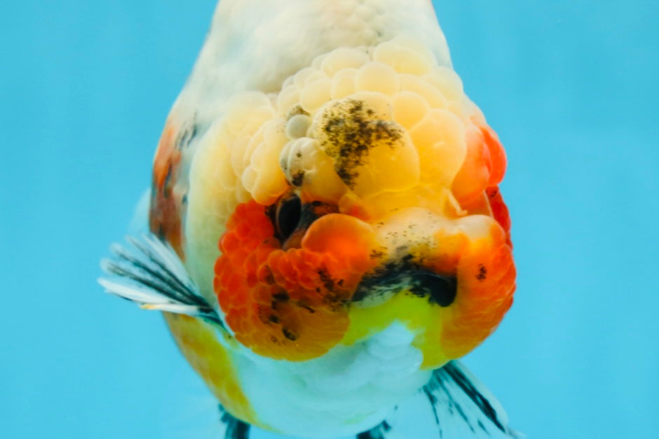 AAA Grade Big Body Godzilla Ink Calico Yuanbao Female 6 inches #051625YB_12