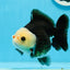 A Grade Tricolor Yuanbao Female 4.5 inches #0920YB_40