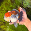 CHUNKY AAA Grade Kirin Calico Oranda Male 6.5 inches #041026OR_02