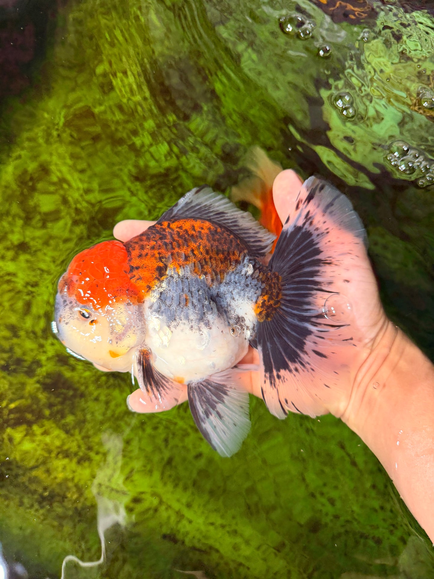 CHUNKY AAA Grade Kirin Calico Oranda Male 6.5 inches #041026OR_02