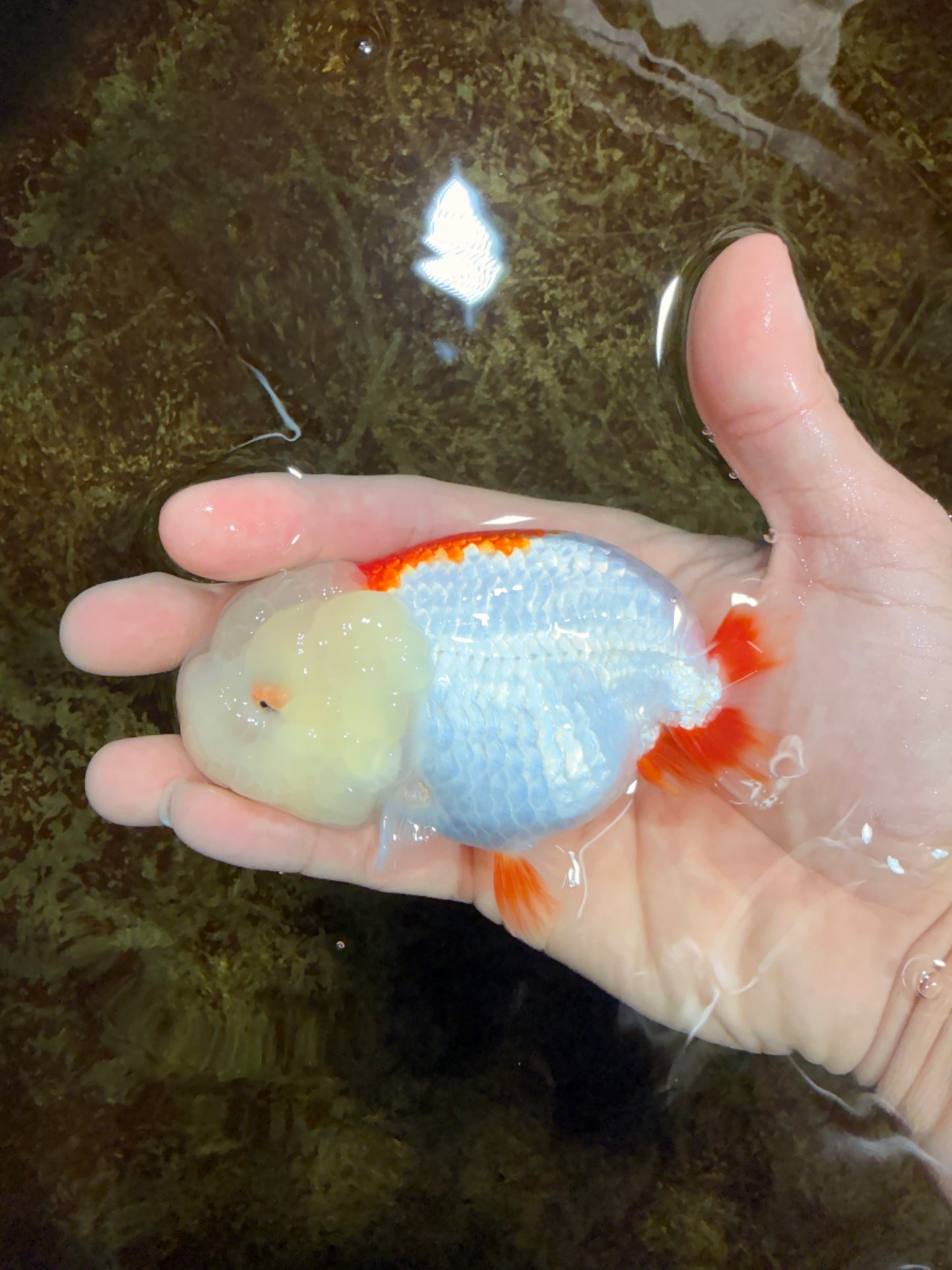 FLUFFY A Grade Red White LionQueen 4 inches #121225LC_07