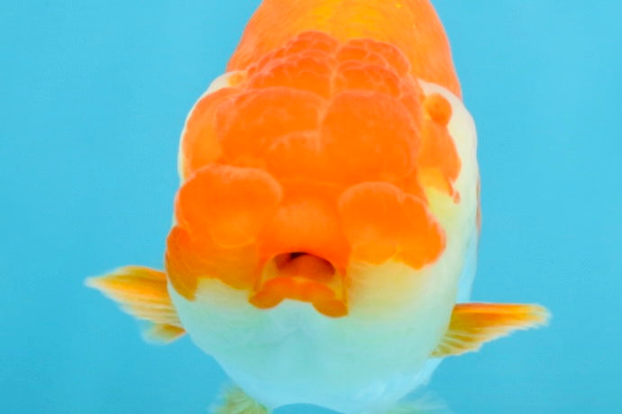 A Grade Red White LionQueen 4 inches #112125LC_06