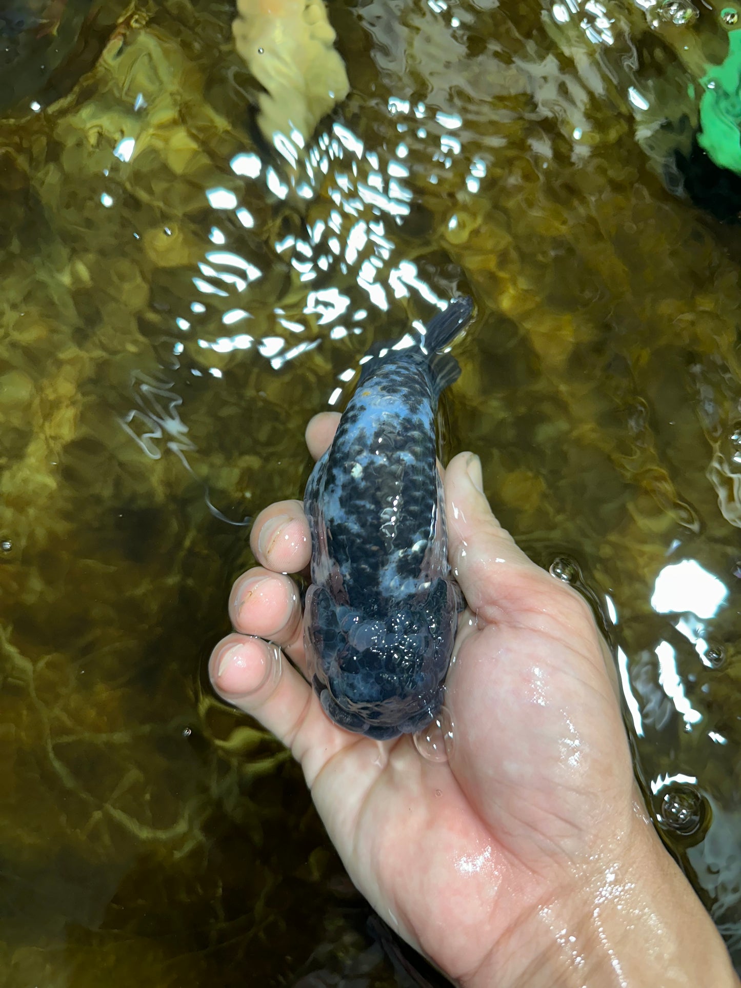 A Grade RARE White Tiger LionKing 4.5 inches #082925LC_04