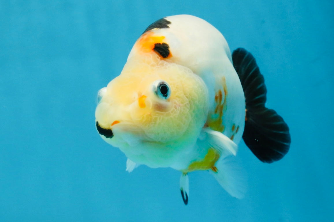 RARE Cow Chinese Ranchu Male 5-5.5 inches #120525RC_04