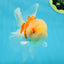 AAA Grade Godzilla Sakura Oranda Male 5 inches #052325OR_09