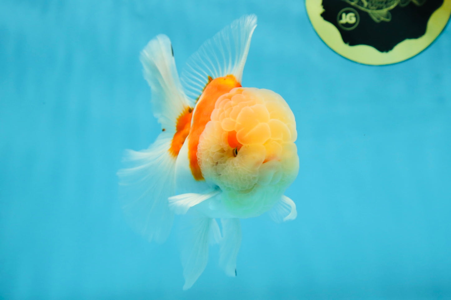 AAA Grade Godzilla Sakura Oranda Male 5 inches #052325OR_09
