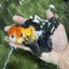 A Grade Tricolor Black Nose Oranda Male 5 inches #111524OR_22