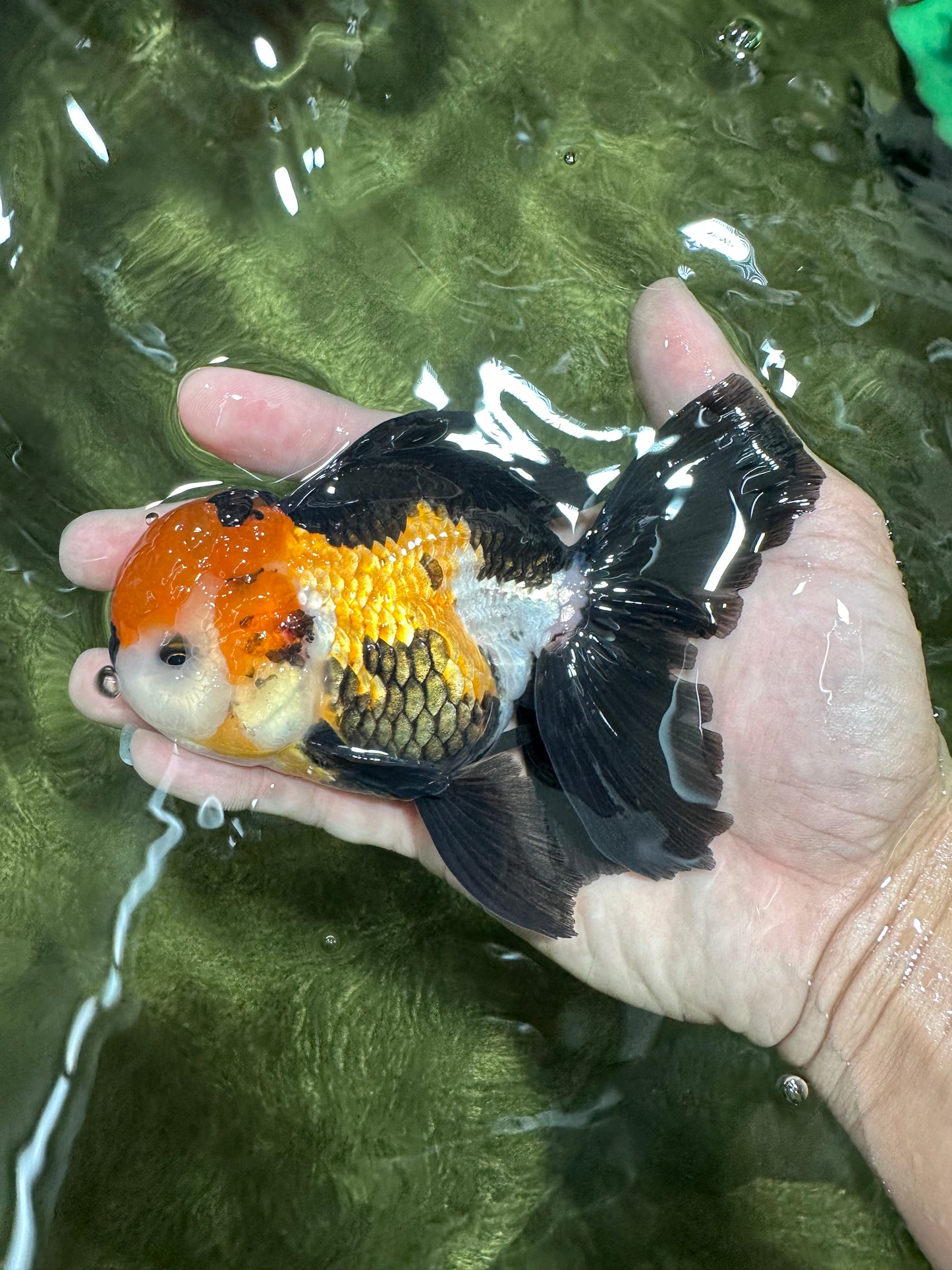 A Grade Tricolor Black Nose Oranda Male 5 inches #111524OR_22