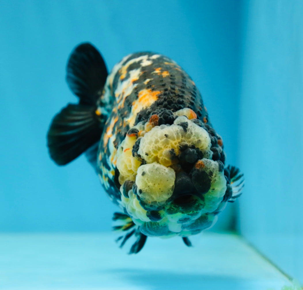 AAA Grade Special Tricolor Tiger LionQueen 4.5-5 inches #080125LC_18