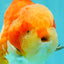 AAA Grade Sakura Yuanbao Male 5-5.5 inches #100226YB_06