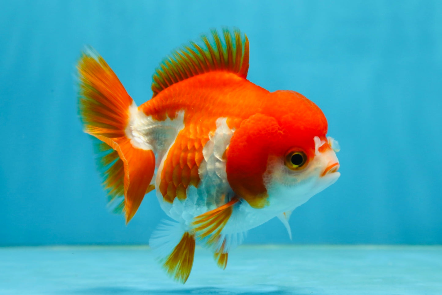 Red White Yuanbao Female 4-4.5 inches #062725YB_12