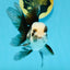 Panda Oranda Male 4.5-5 inches #112924OR_21