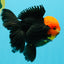 A Grade Red Head Tricolor Oranda Male 5.5-6 inches #030626OR_25