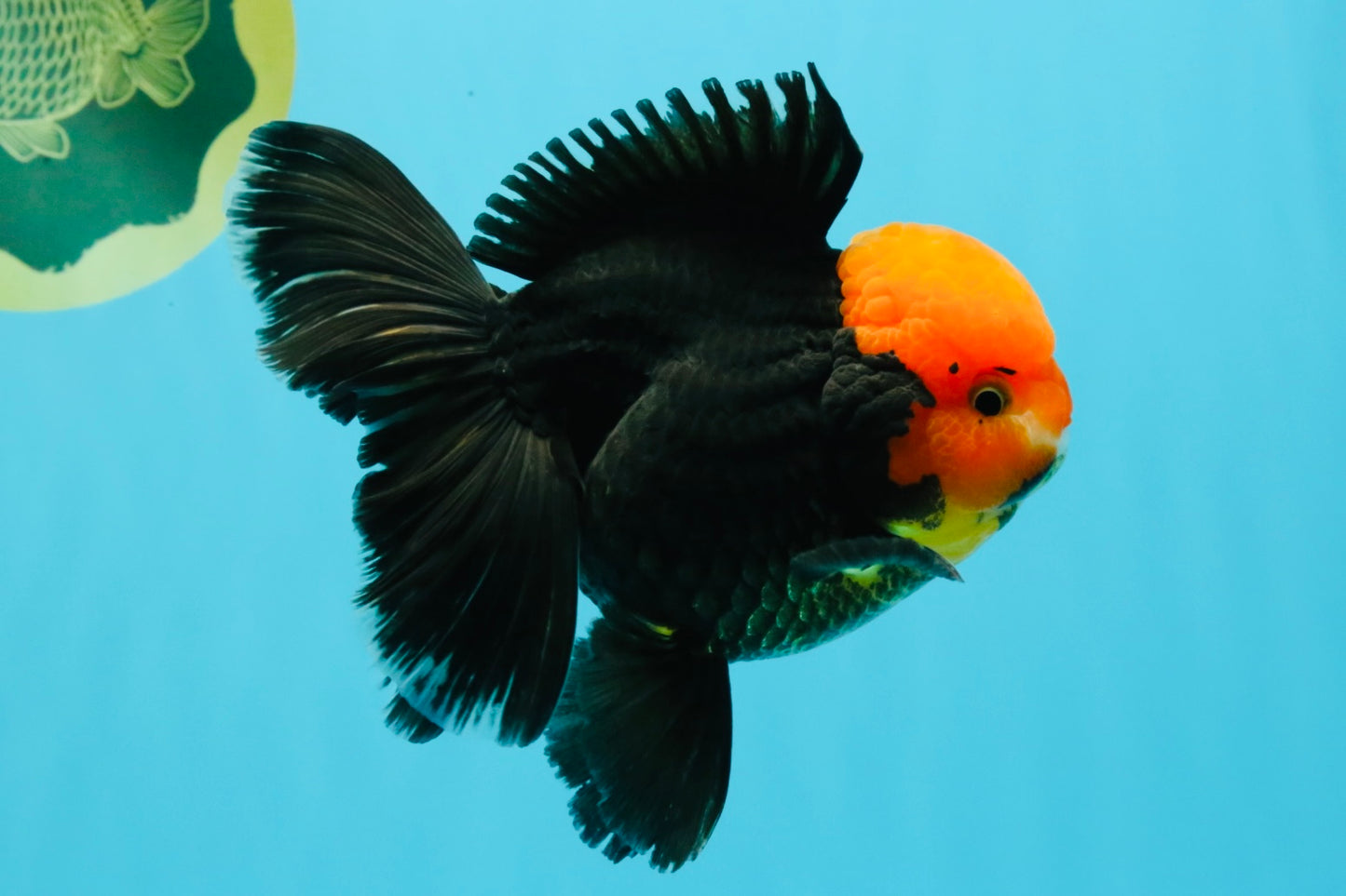 A Grade Red Head Tricolor Oranda Male 5.5-6 inches #030626OR_25