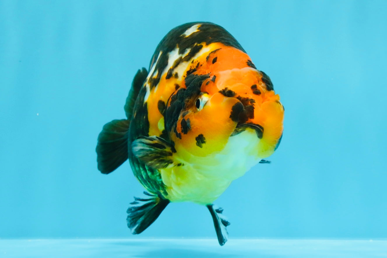 Tiger Chinese Ranchu Female 5.5 inches #022026RC_20