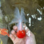 A Grade Little Tomato Cap Red Cap Oranda Male 4-4.5 inches #062025OR_18