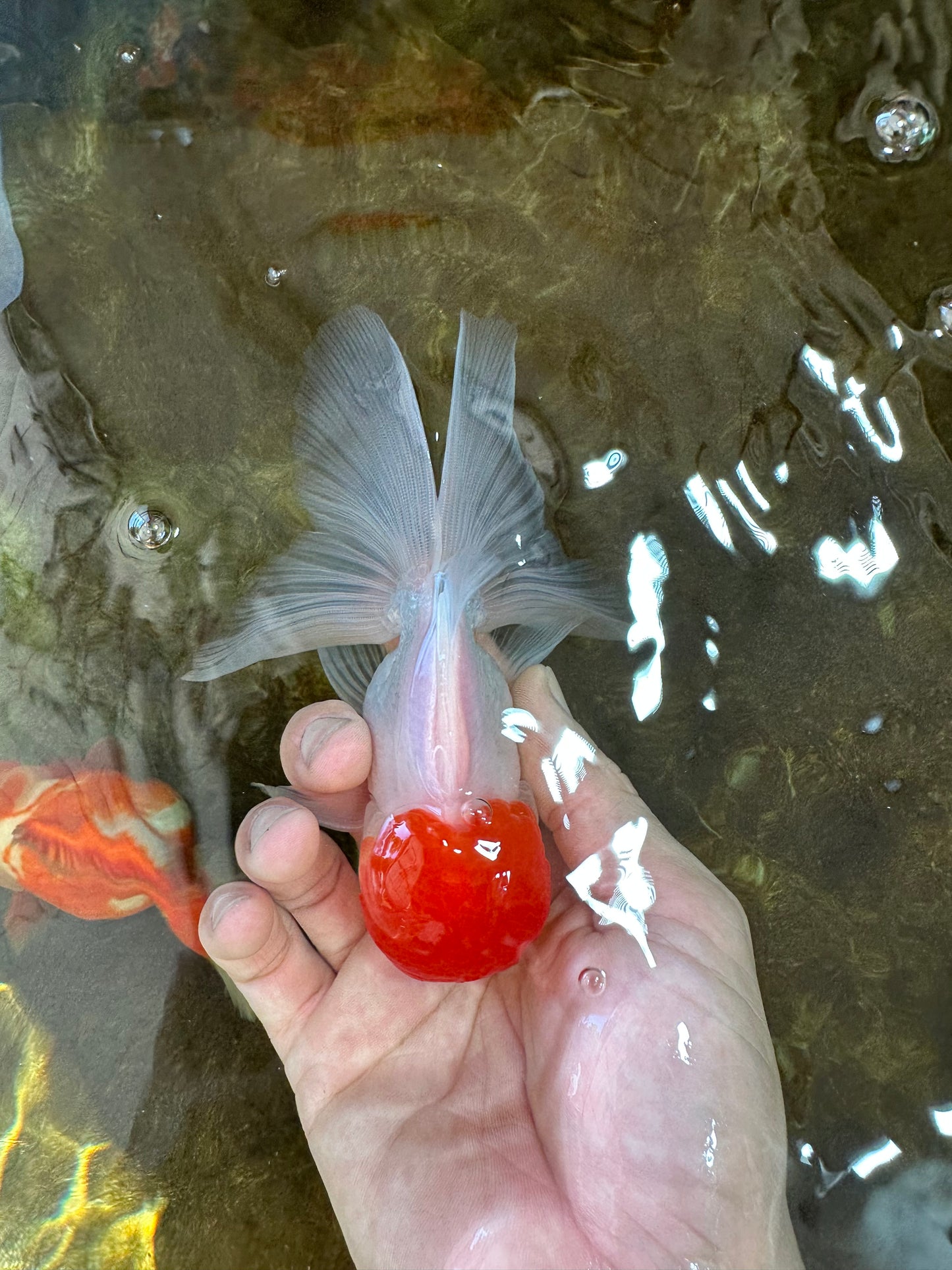 A Grade Little Tomato Cap Red Cap Oranda Male 4-4.5 inches #062025OR_18