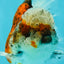 A Grade Calico Oranda Female 5.5 inches #050126OR_05