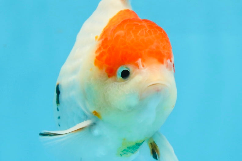 A Grade Sakura Yuanbao Male 4.5 inches #101025YB_25