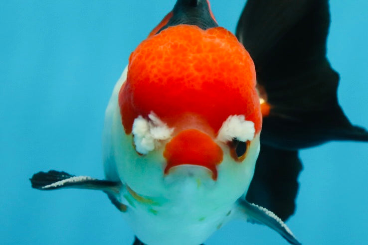 A Grade Pompom Tricolor Yuanbao Male 4.5 inches #062725YB_08