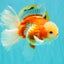 A Grade Lipsticks Red White Oranda Male 6 inches #101626OR_03