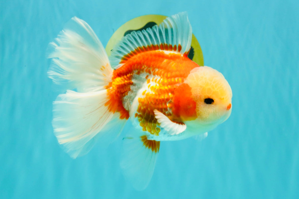 A Grade Lipsticks Red White Oranda Male 6 inches #101626OR_03