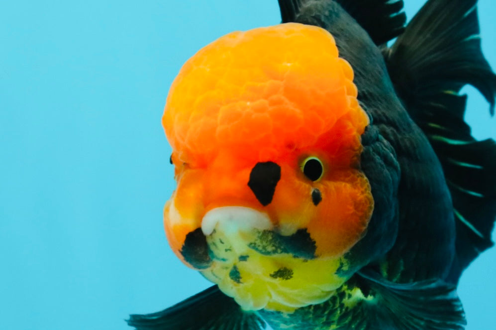 A Grade Red Head Tricolor Oranda Male 5.5-6 inches #030626OR_25