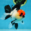 CHARLIE CHAPLIN A Grade Tricolor Oranda Male 5 inches #082225OR_15