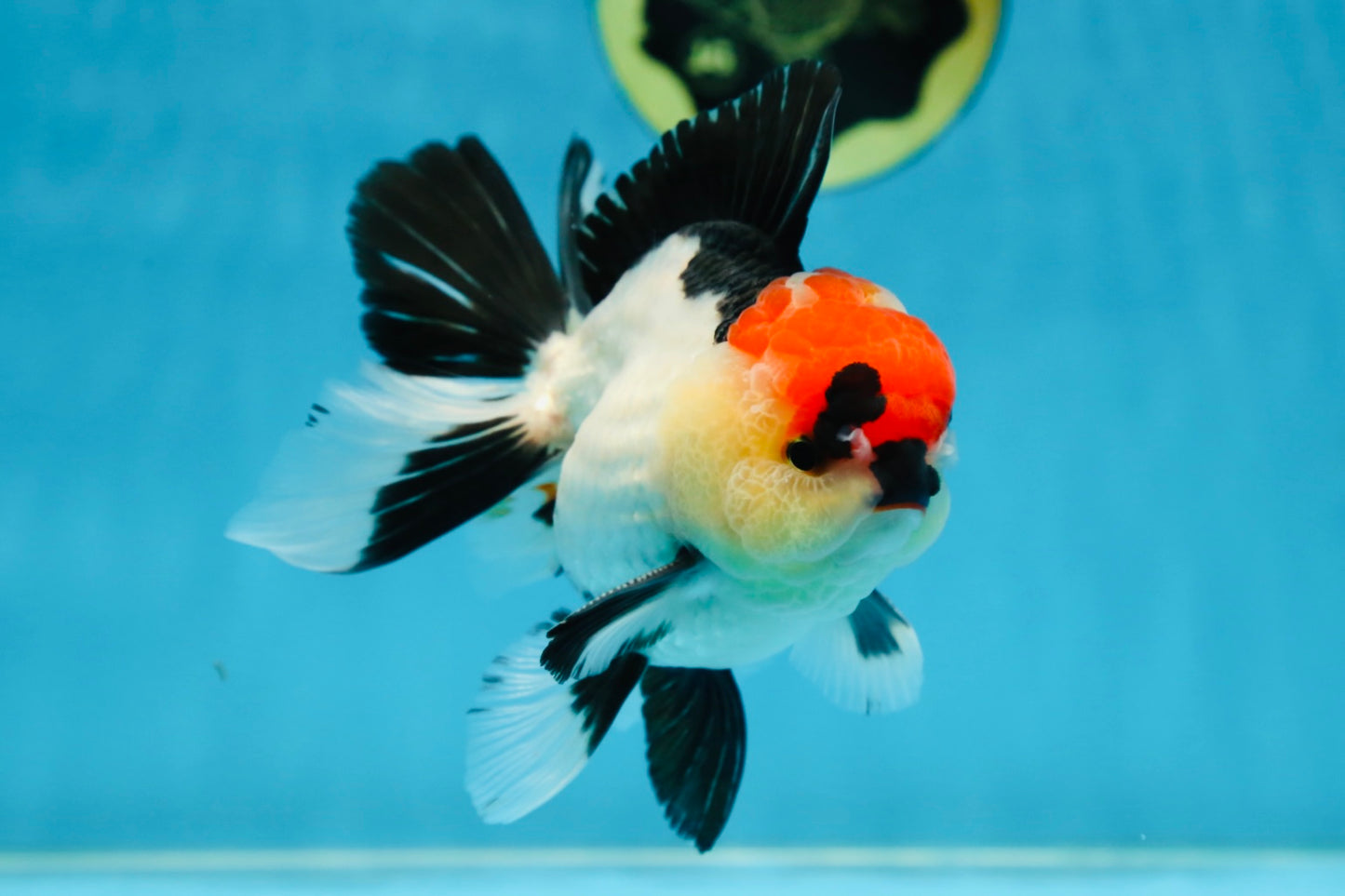CHARLIE CHAPLIN A Grade Tricolor Oranda Male 5 inches #082225OR_15