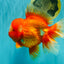 BIG WEN AAA Grade Red White Oranda Male 7.5-8 inches #070326OR_03