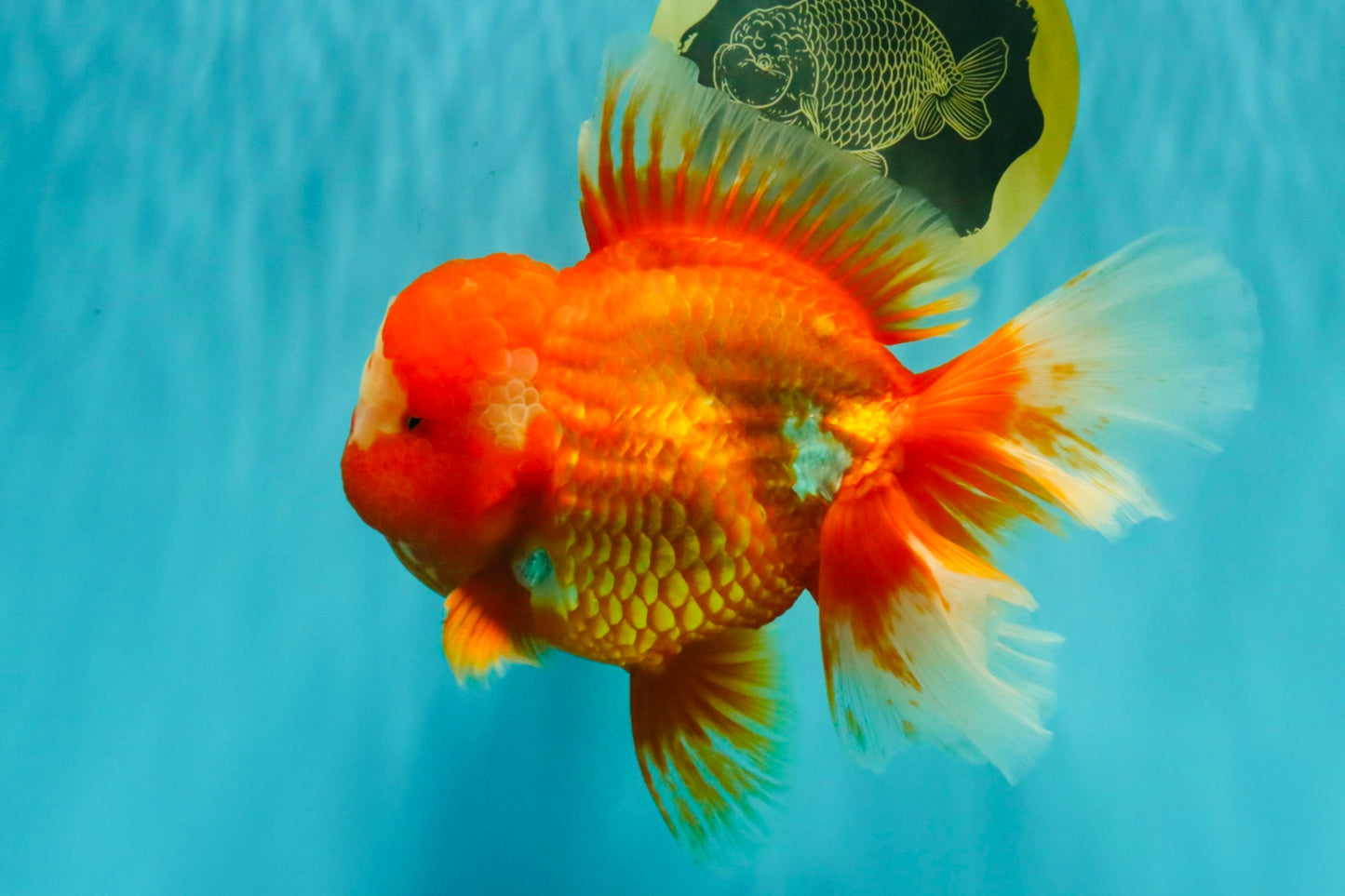 BIG WEN AAA Grade Red White Oranda Male 7.5-8 inches #070326OR_03