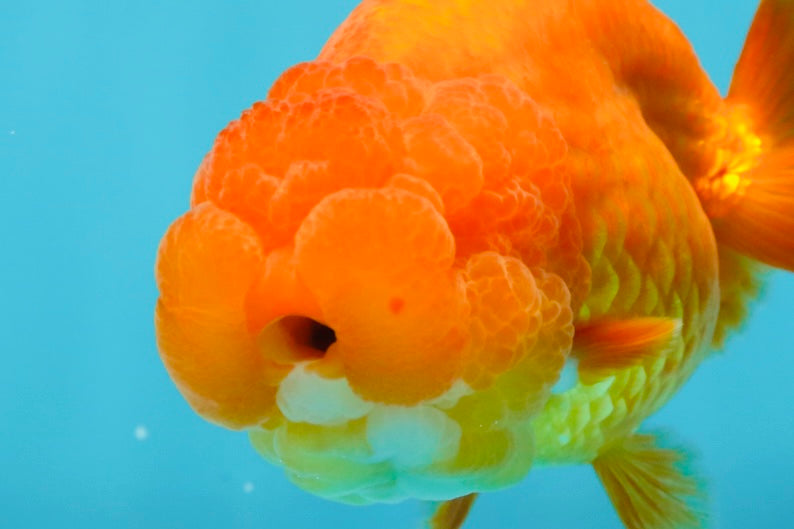 SUPER TOMATO AAA Grade Chubby Red LionQueen 4-4.5 inches #041825LC_06