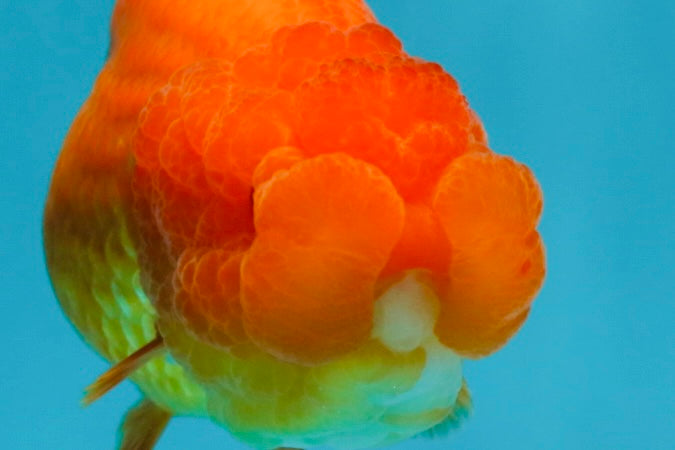 SUPER TOMATO AAA Grade Chubby Red LionQueen 4-4.5 inches #041825LC_06