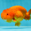 SUPER TOMATO AAA Grade Chubby Red LionQueen 4-4.5 inches #041825LC_06