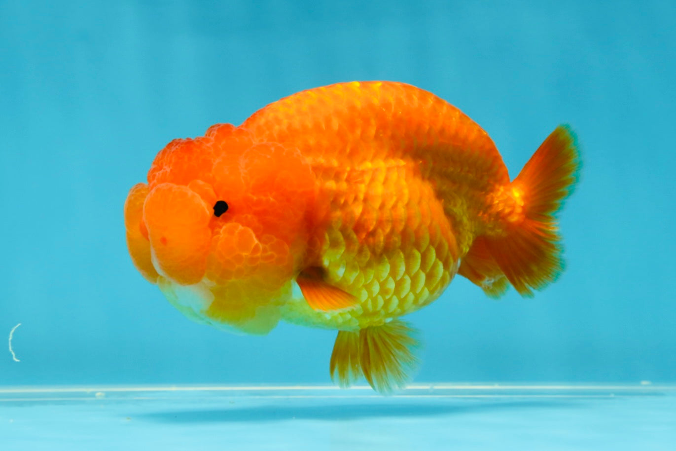 SUPER TOMATO AAA Grade Chubby Red LionQueen 4-4.5 inches #041825LC_06