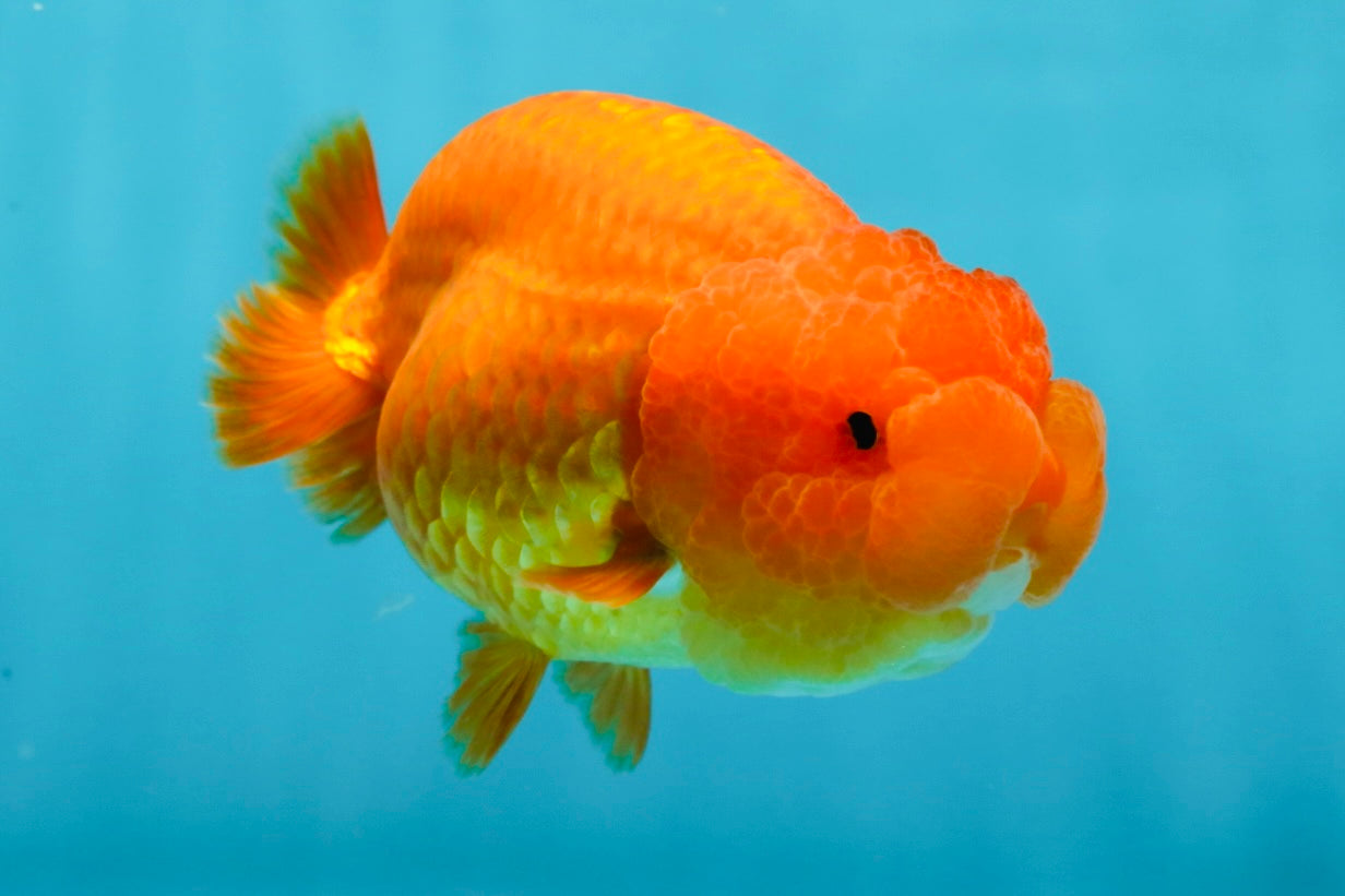 SUPER TOMATO AAA Grade Chubby Red LionQueen 4-4.5 inches #041825LC_06