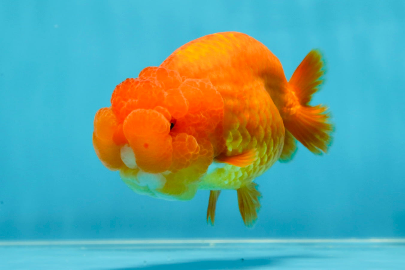 SUPER TOMATO AAA Grade Chubby Red LionQueen 4-4.5 inches #041825LC_06