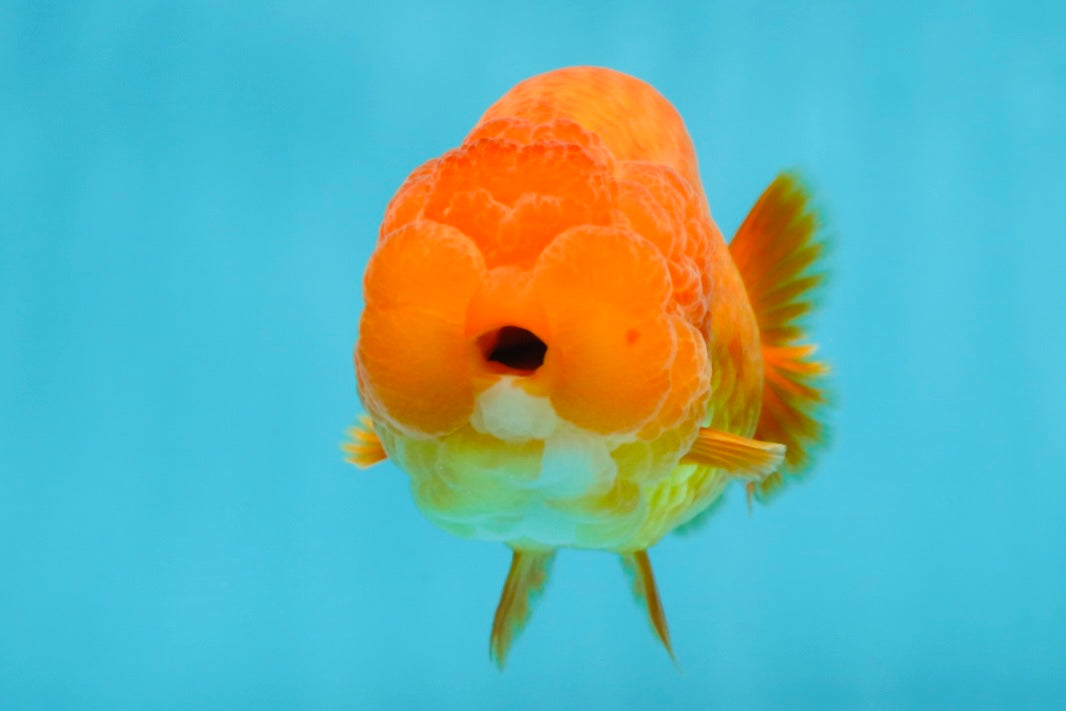 SUPER TOMATO AAA Grade Chubby Red LionQueen 4-4.5 inches #041825LC_06