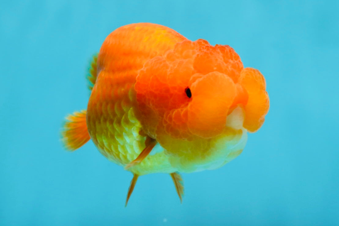 SUPER TOMATO AAA Grade Chubby Red LionQueen 4-4.5 inches #041825LC_06