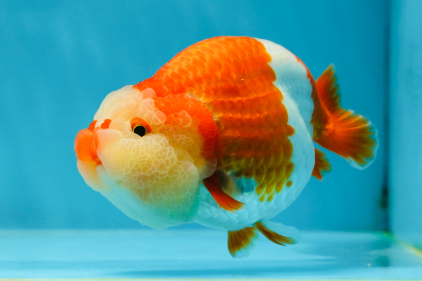 BIG WEN AAA Grade Egg-Shaped Red White LionQueen 4-4.5 inches #041825LC_01