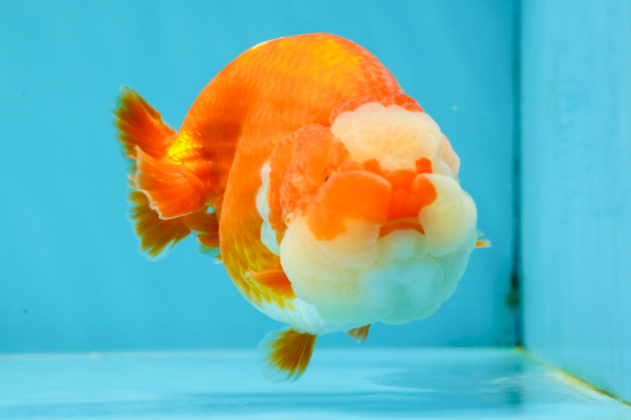 BIG WEN AAA Grade Egg-Shaped Red White LionQueen 4-4.5 inches #041825LC_01