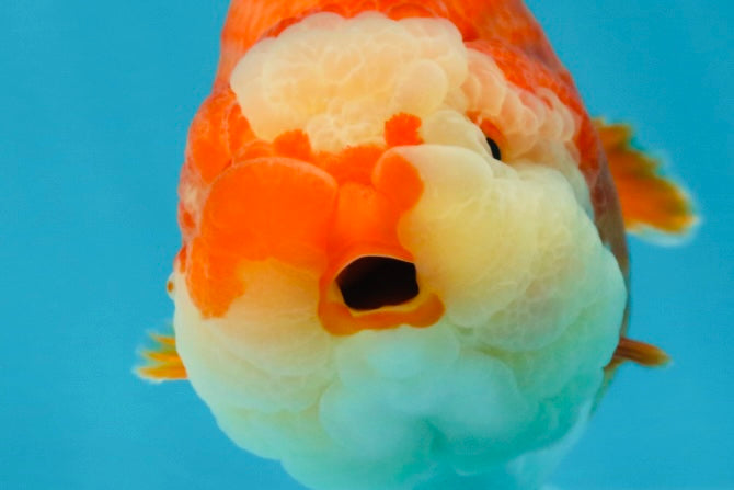 BIG WEN AAA Grade Egg-Shaped Red White LionQueen 4-4.5 inches #041825LC_01