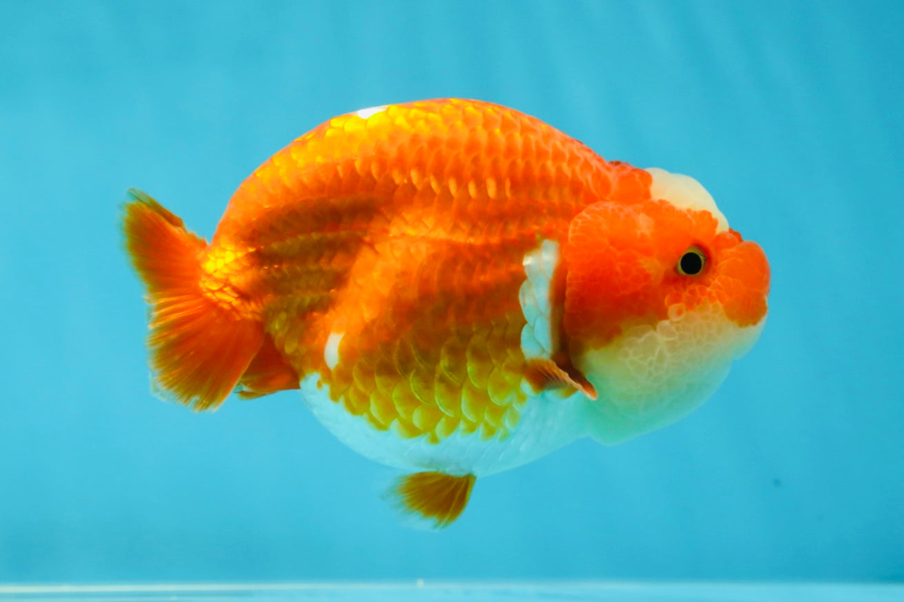 BIG WEN AAA Grade Egg-Shaped Red White LionQueen 4-4.5 inches #041825LC_01